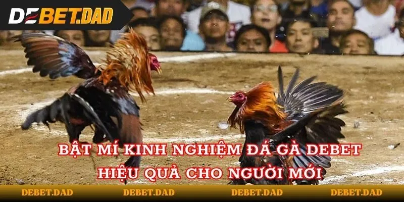 Bật mí kinh nghiệm đá gà tại Debet hiệu quả cho người mới