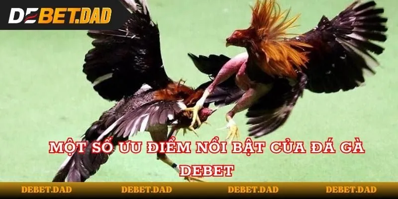 Một số ưu điểm nổi bật của đá gà tại Debet